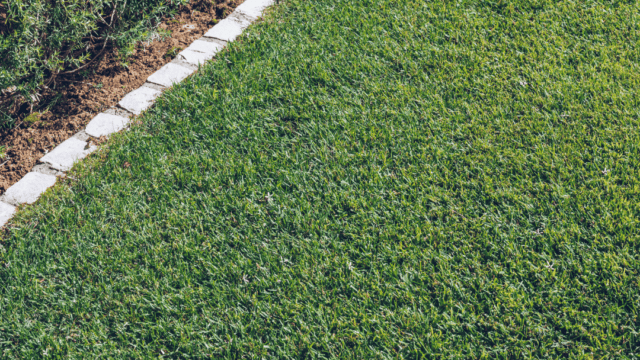 instagram-grass-and-edge