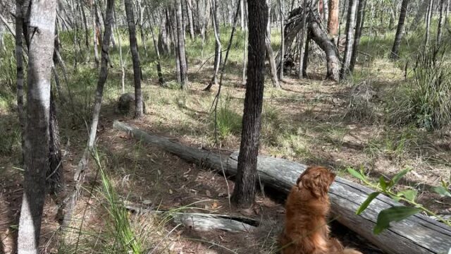 Apex-Forest