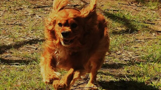 Apex-running