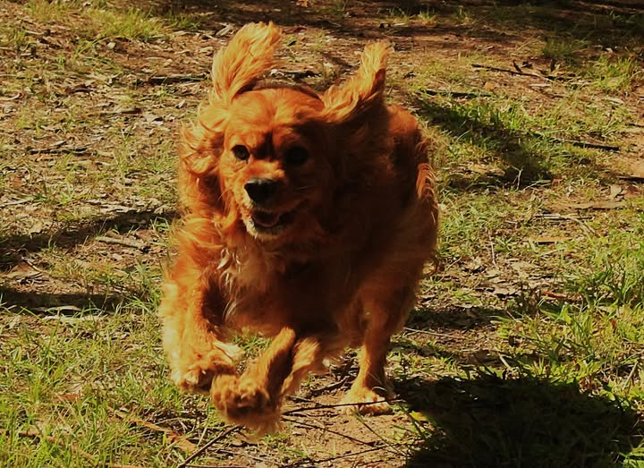 Paws at Play Dog Care — photo 2