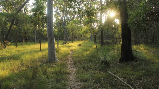Bush-track