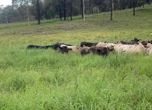 Pasture 2