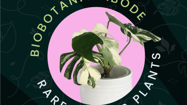 Biobotanic-Abode-Hervey-Bay-Just-Locals-Image-1